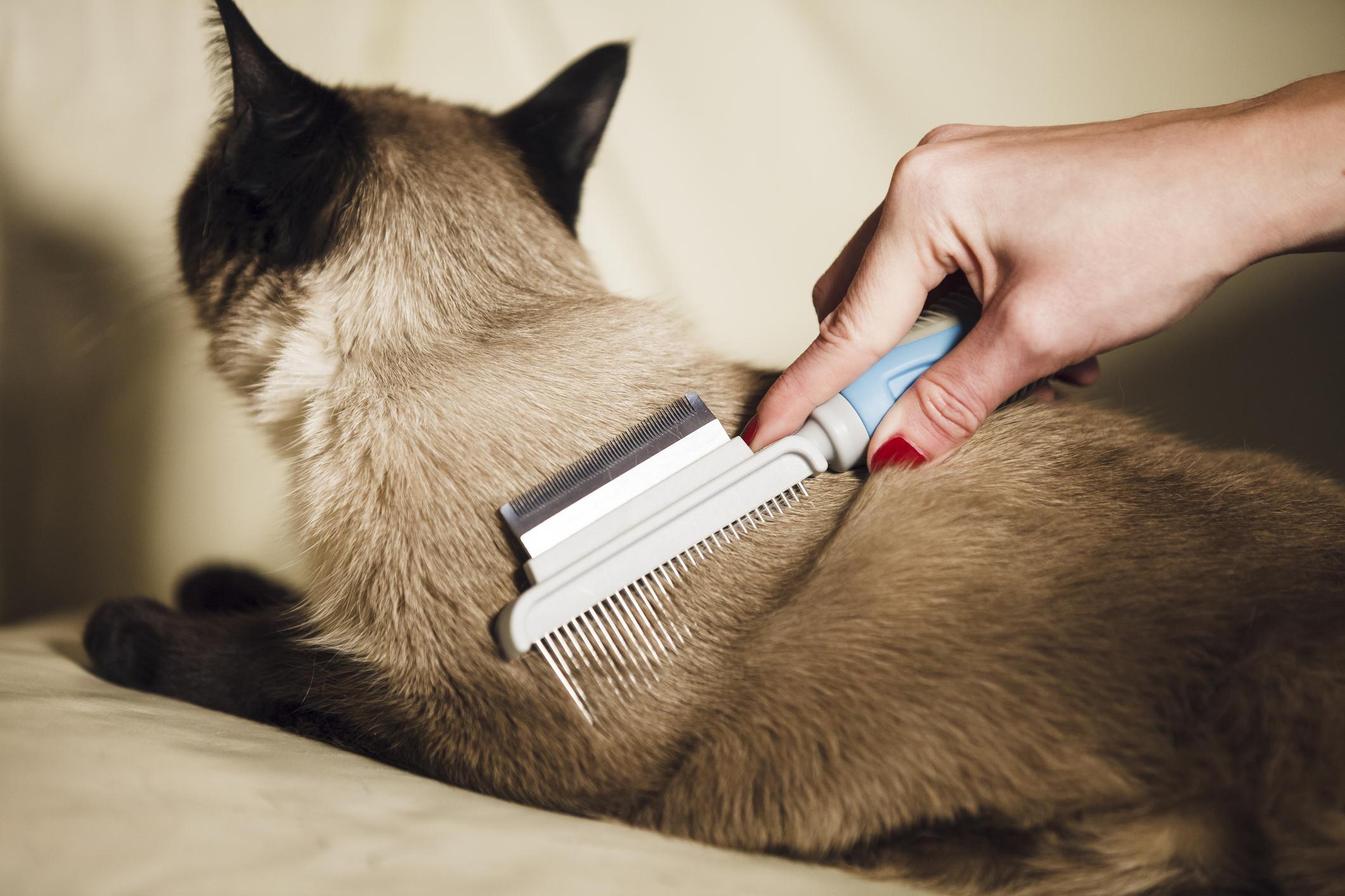 A person grooms a Siamese cat with a dual-sided comb, focusing on the cat's back.