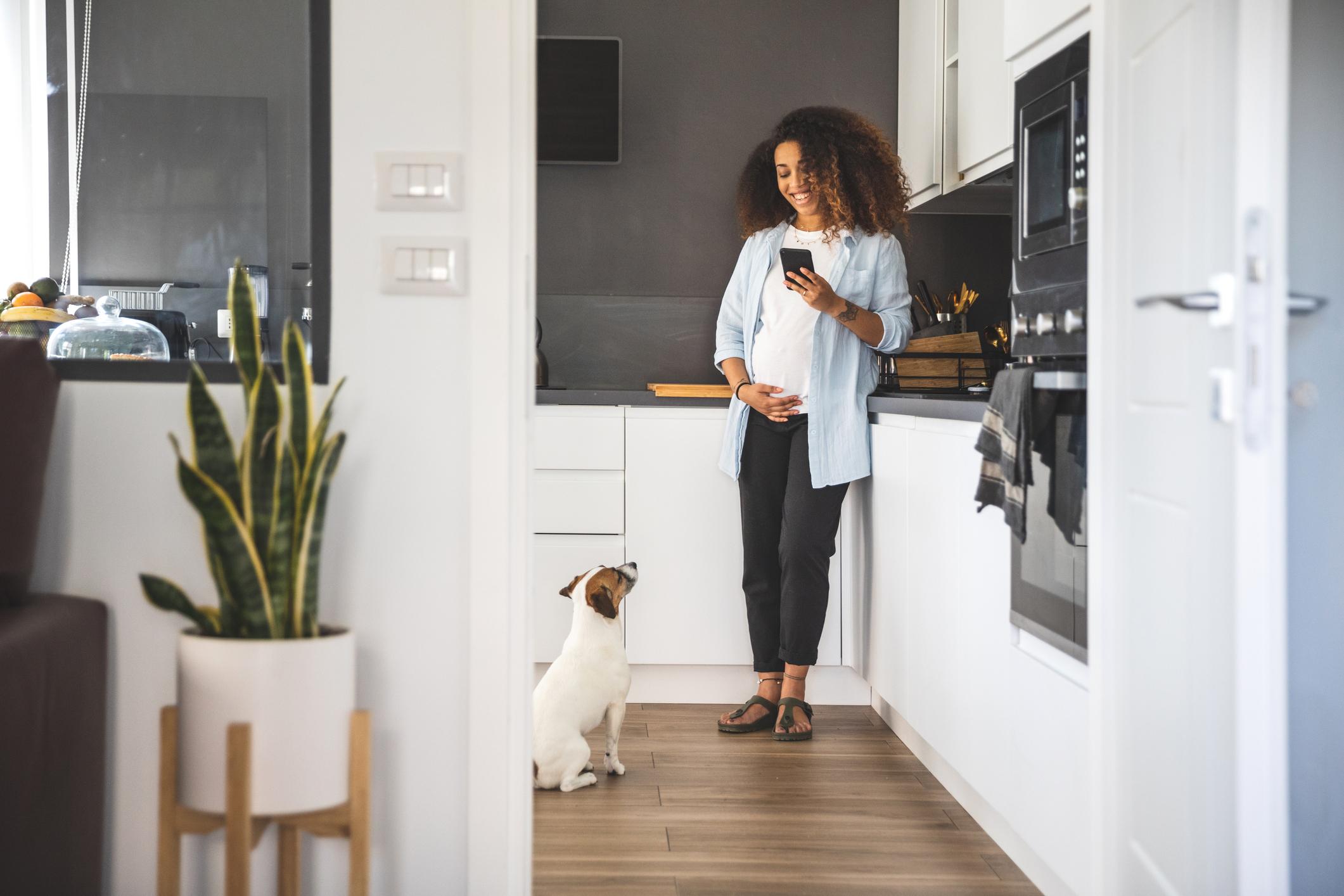 A dog stares up at their pet parent as they stand in the kitchen and stare at their phone while touching their pregnant belly