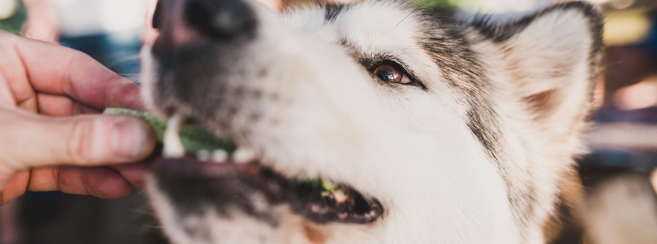 A close-up of a dog being fed a slice of cucumber by a hand, the dog's fur is white and grey, and its eye is focused on the food.
