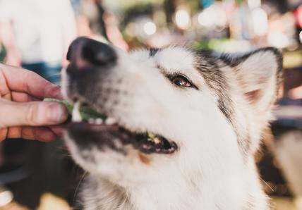 A close-up of a dog being fed a slice of cucumber by a hand, the dog's fur is white and grey, and its eye is focused on the food.