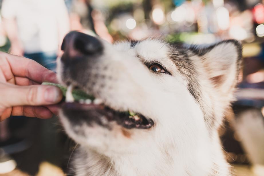 A close-up of a dog being fed a slice of cucumber by a hand, the dog's fur is white and grey, and its eye is focused on the food.