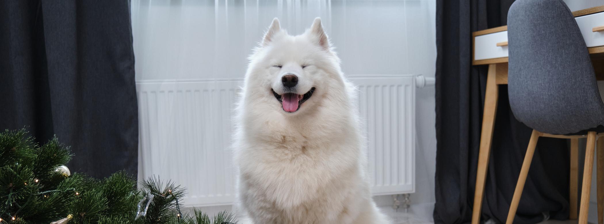 A Samoyed smiles near a knocked-down Christmas tree