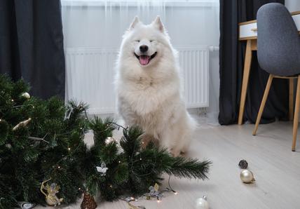 A Samoyed smiles near a knocked-down Christmas tree