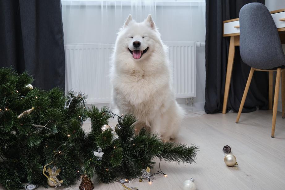 A Samoyed smiles near a knocked-down Christmas tree