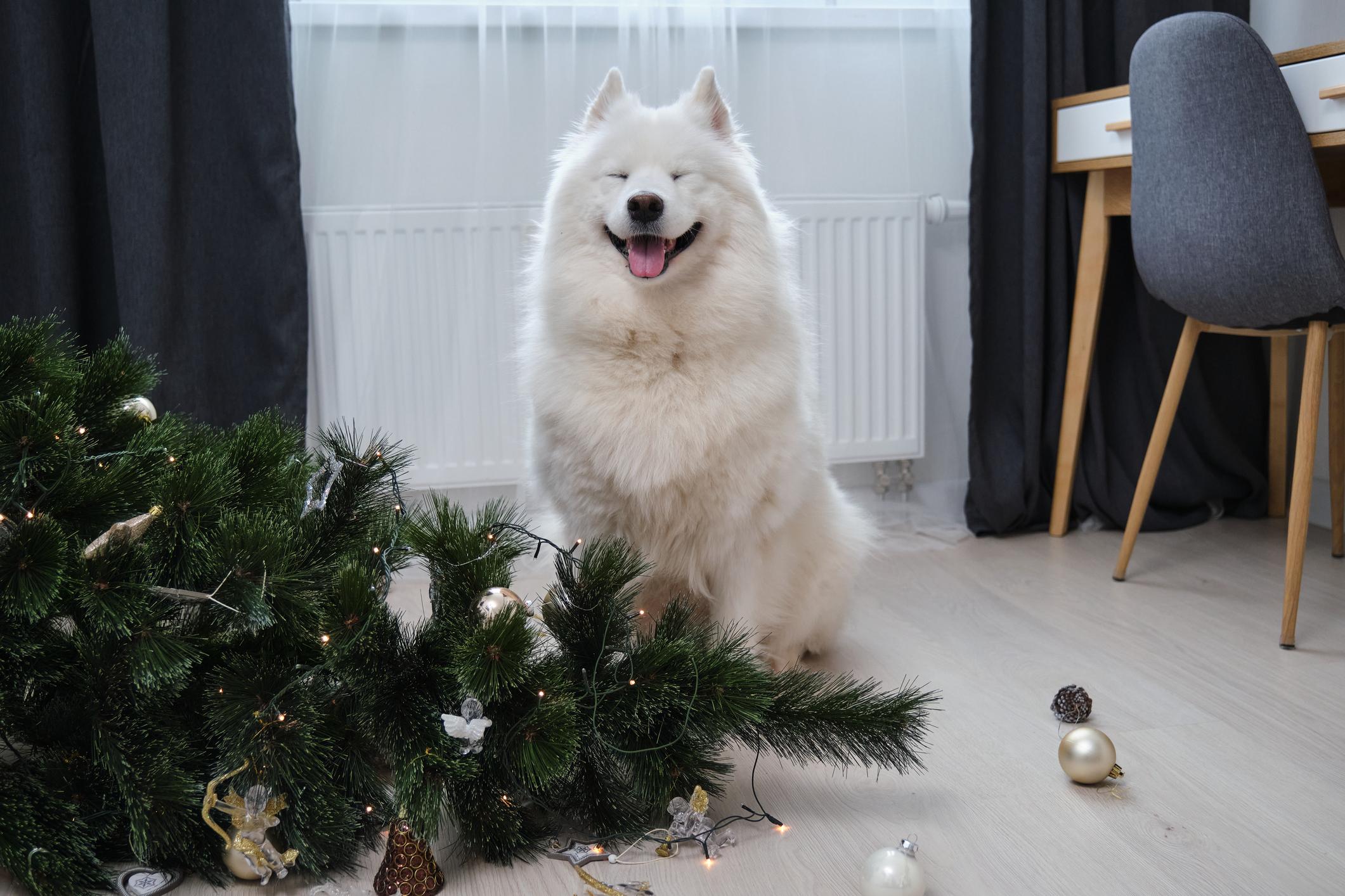 A Samoyed smiles near a knocked-down Christmas tree