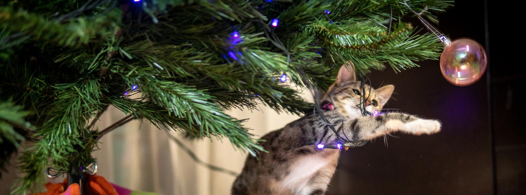 A small cat paws at a Christmas tree bauble