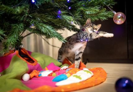 A small cat paws at a Christmas tree bauble
