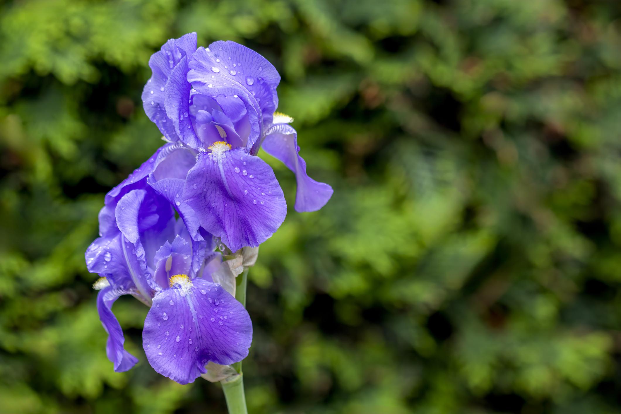 Close-up of a purple iris with dewdrops on its petals, against a blurred green background.