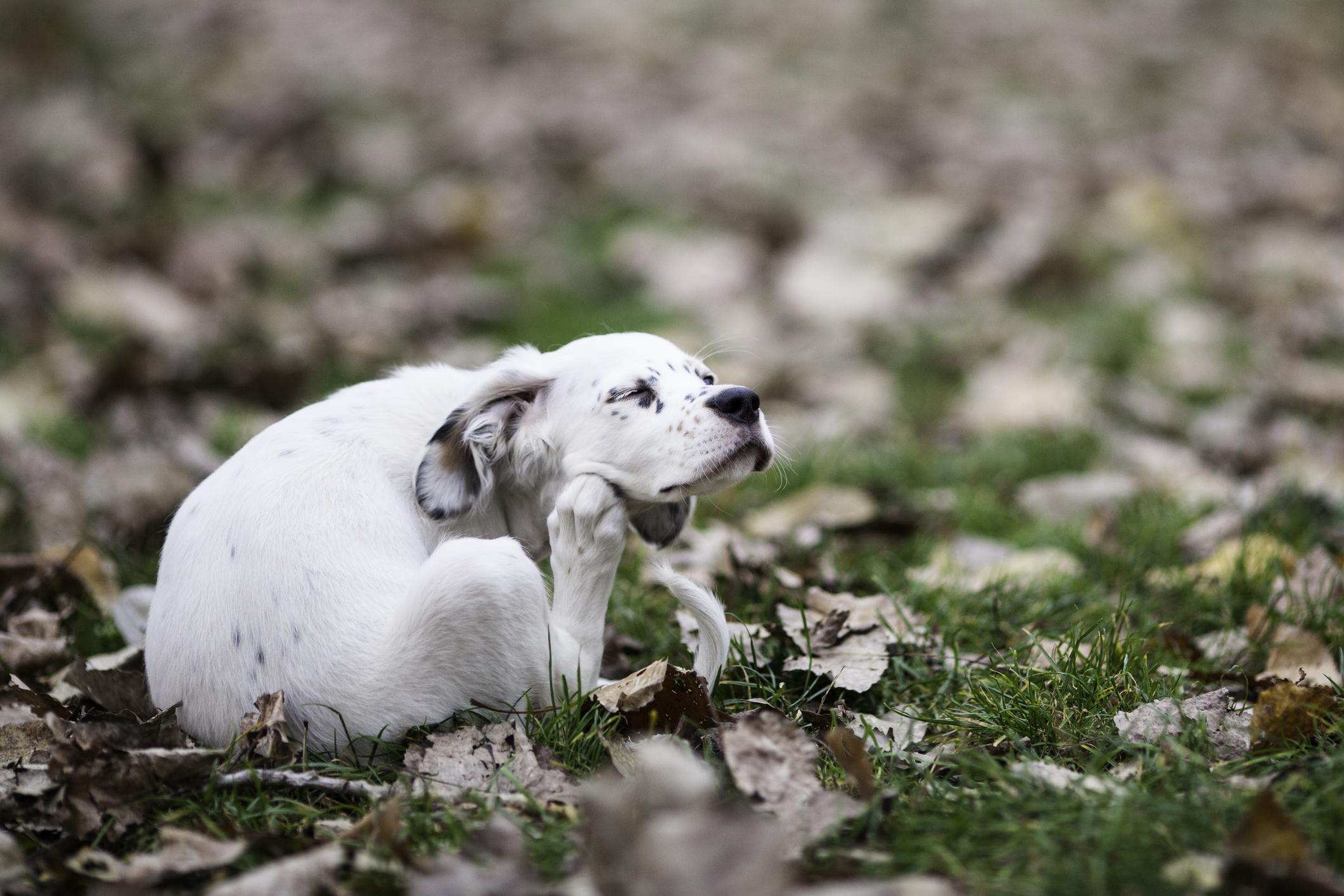 A white dog with black spots scratching their ear while sitting on grass covered with dry leaves.