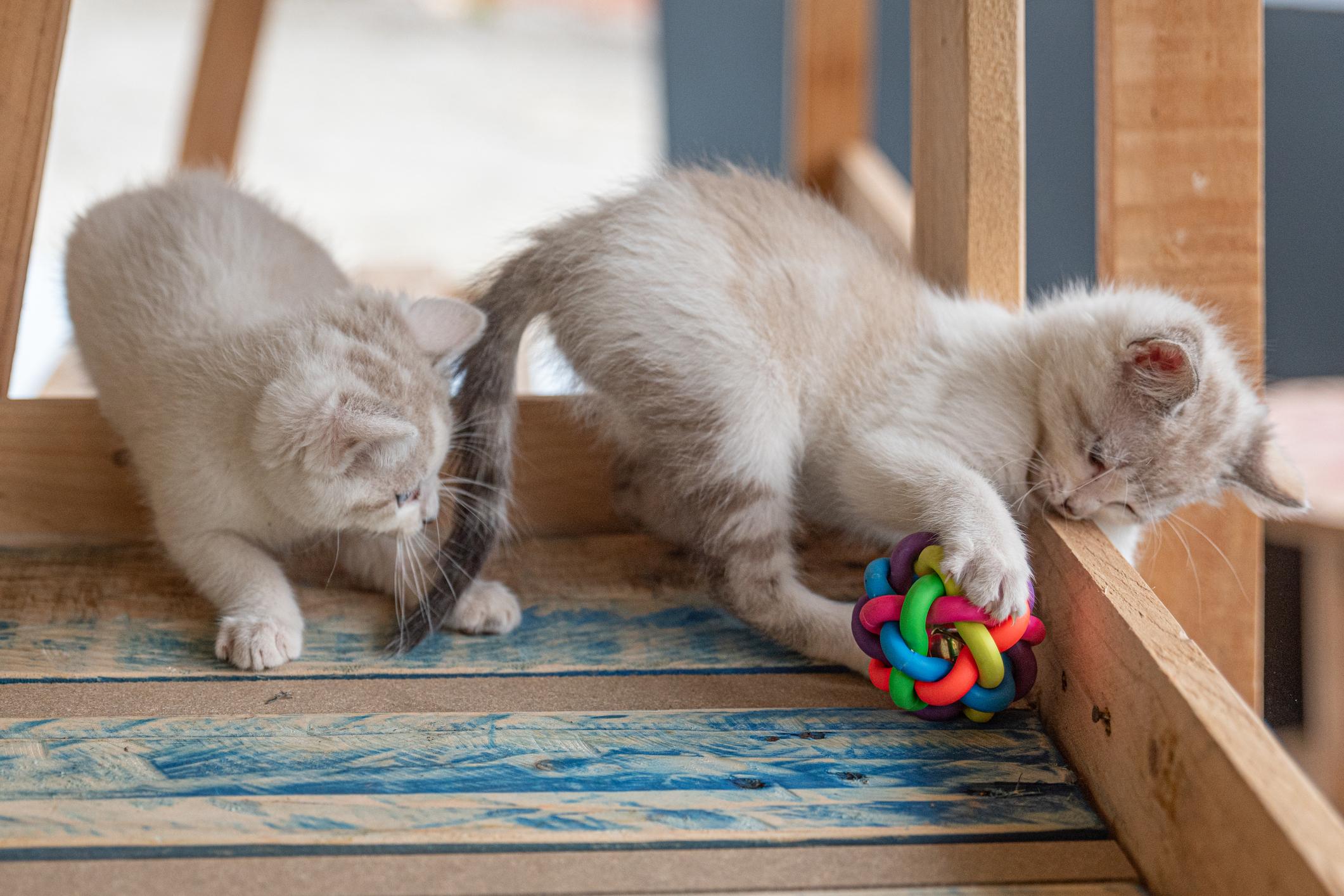 Two fluffy kittens playing on a wooden floor, with one curiously pawing at a colorful rubber ball toy.