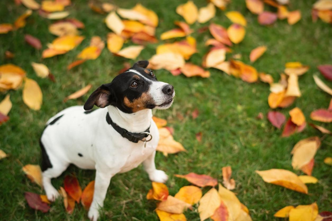 Jack Russell sat down looking at the camera surrounded by multi-coloured autumnal leaves