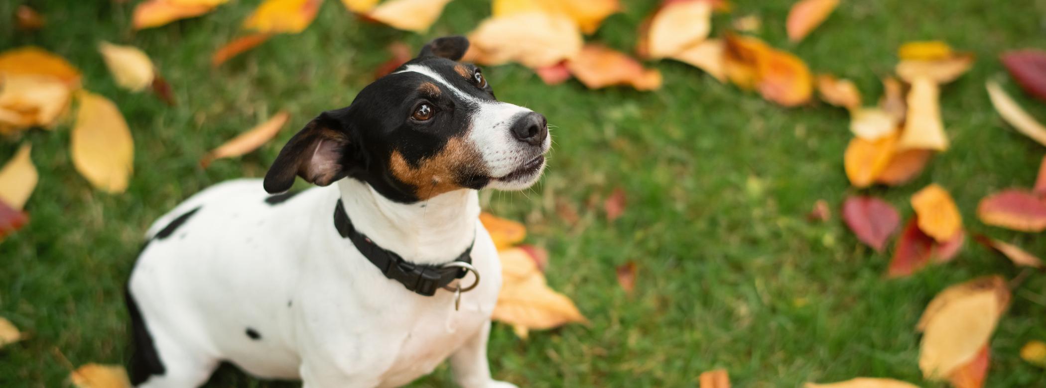 Jack Russell sat down looking at the camera surrounded by multi-coloured autumnal leaves