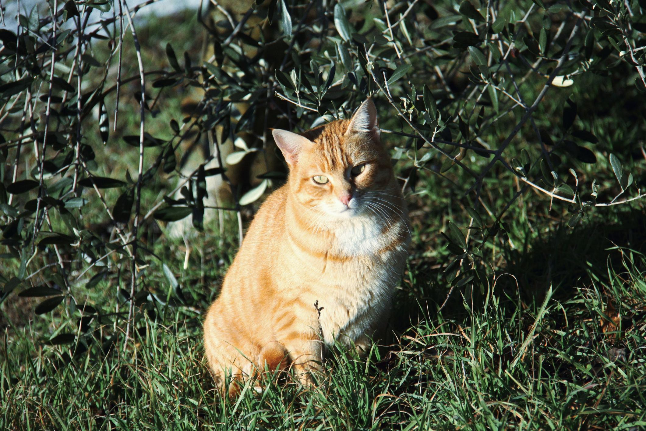A ginger cat sits on grass, partially shaded by olive branches, looking directly at the camera.