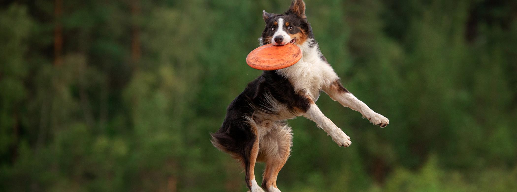 A dog leaps through the air, catching an orange frisbee against a backdrop of lush green trees.