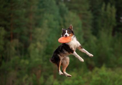 A dog leaps through the air, catching an orange frisbee against a backdrop of lush green trees.