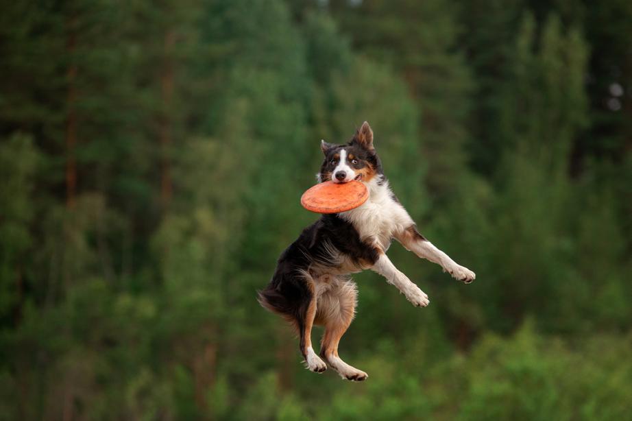 A dog leaps through the air, catching an orange frisbee against a backdrop of lush green trees.