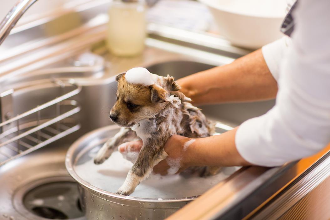 Puppy's first bath? 5 tips from a pro groomer ManyPets