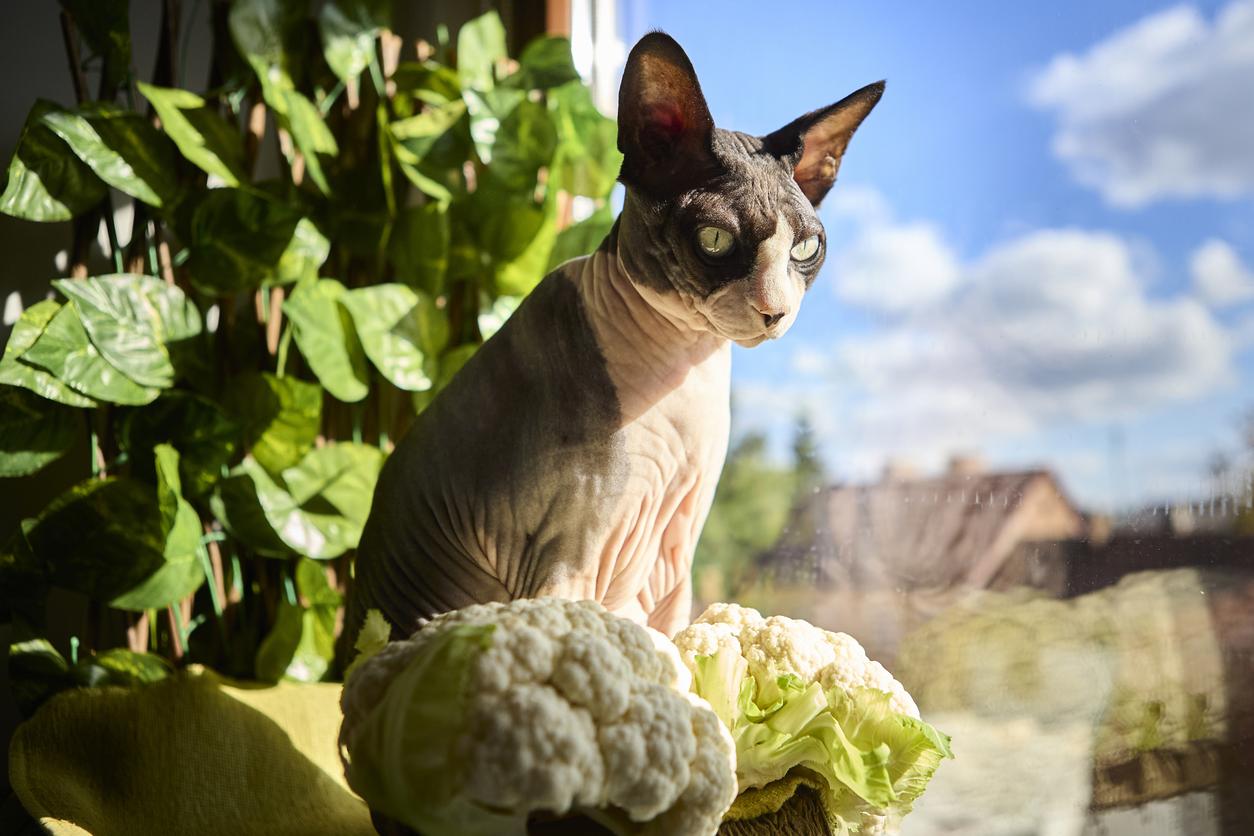 A Sphynx cat sits by a window next to cauliflowers, with green leaves and a bright blue sky in the background.