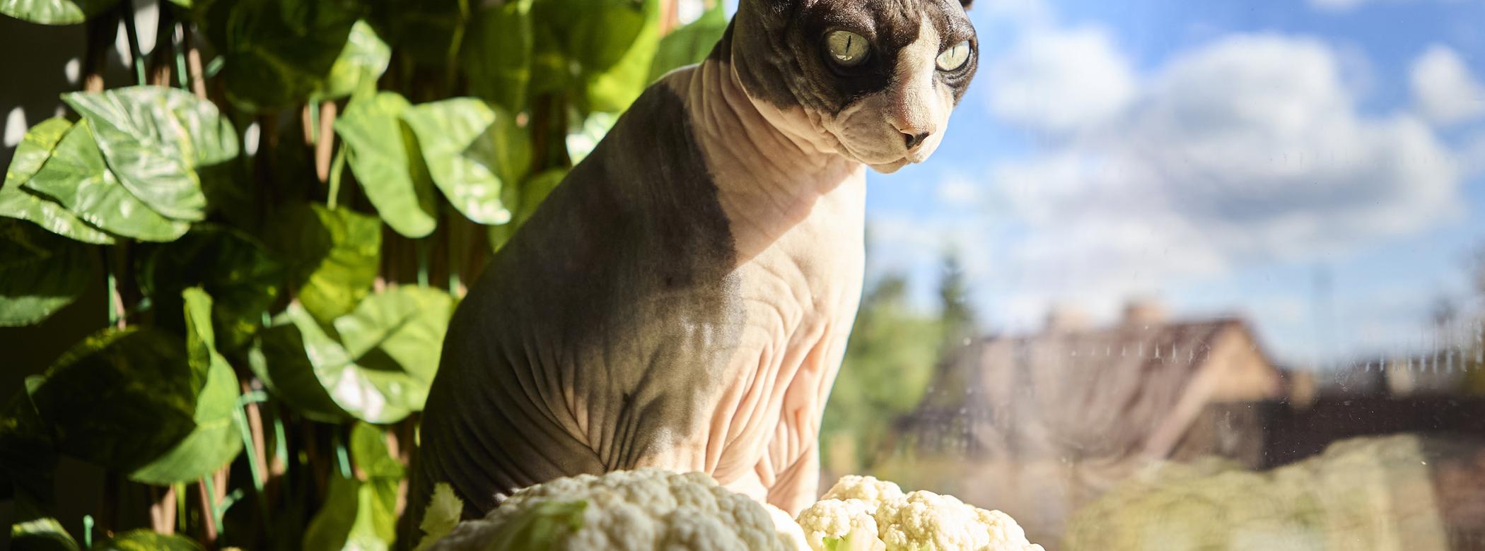 A Sphynx cat sits by a window next to cauliflowers, with green leaves and a bright blue sky in the background.