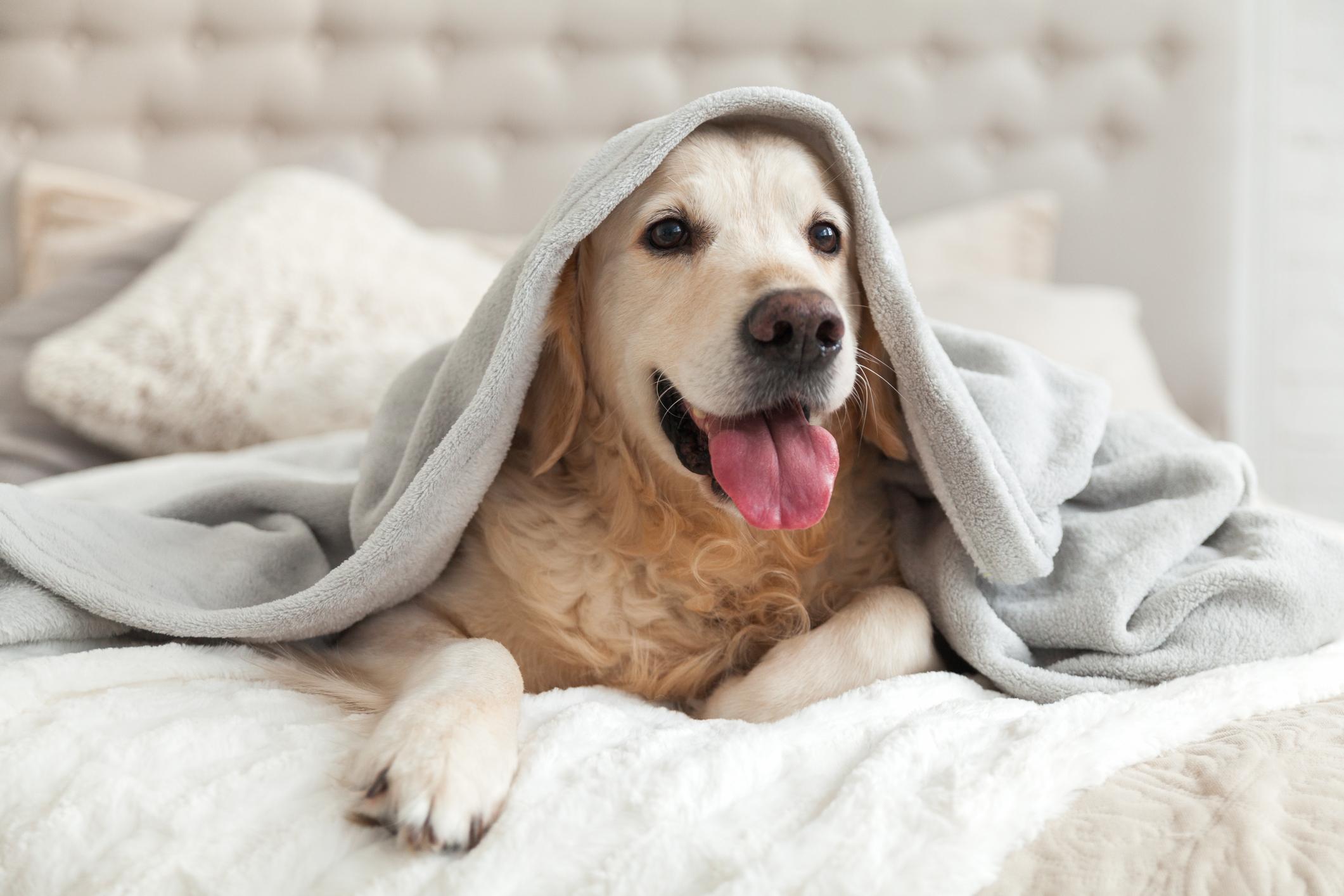 A panting, smiling Labrador lays on a bed with a grey blanket on them