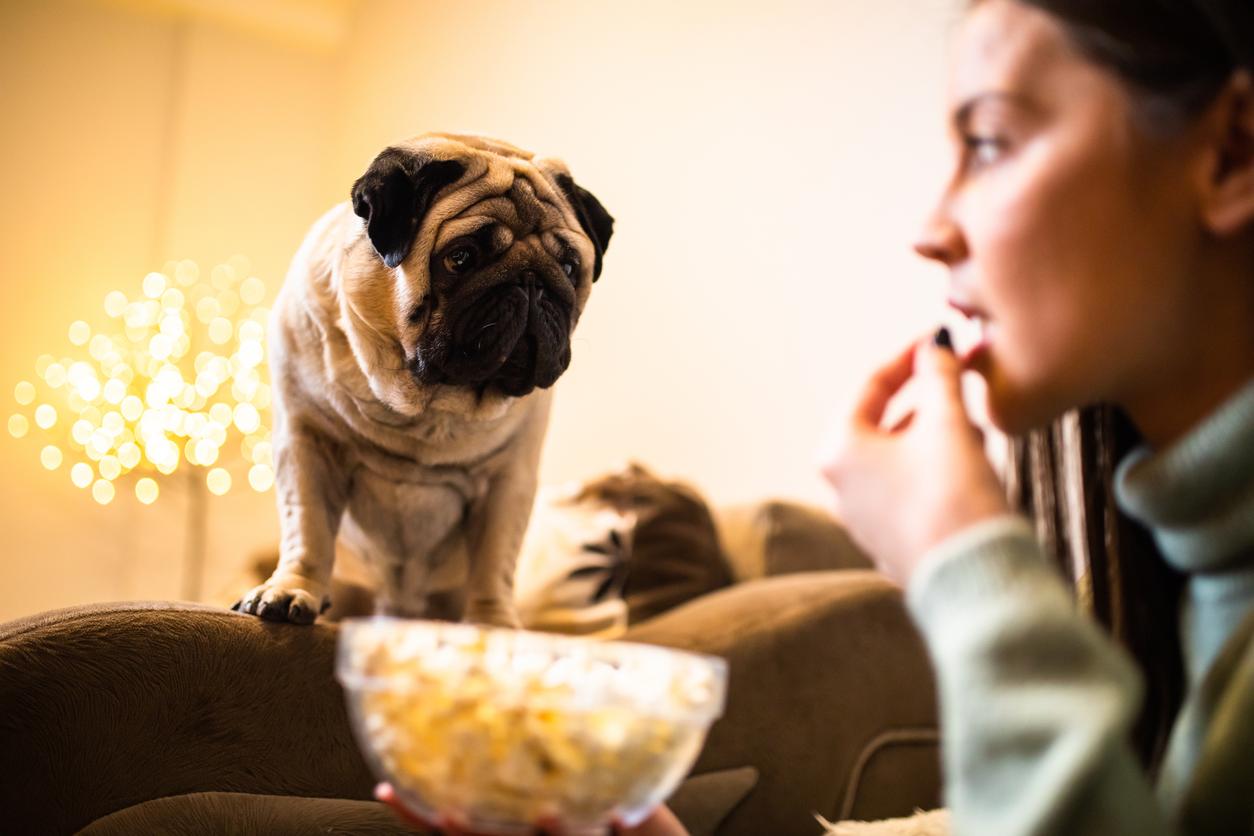 A Pug stands on a couch, looking intently at a person eating popcorn from a bowl, with blurred lights in the background.