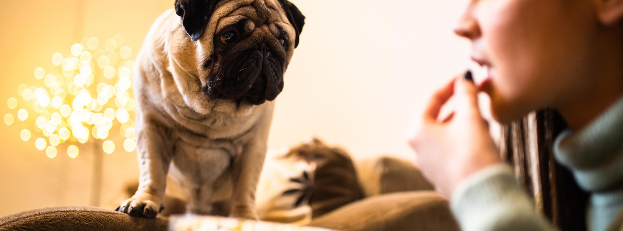 A Pug stands on a couch, looking intently at a person eating popcorn from a bowl, with blurred lights in the background.