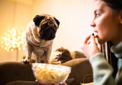 A Pug stands on a couch, looking intently at a person eating popcorn from a bowl, with blurred lights in the background.
