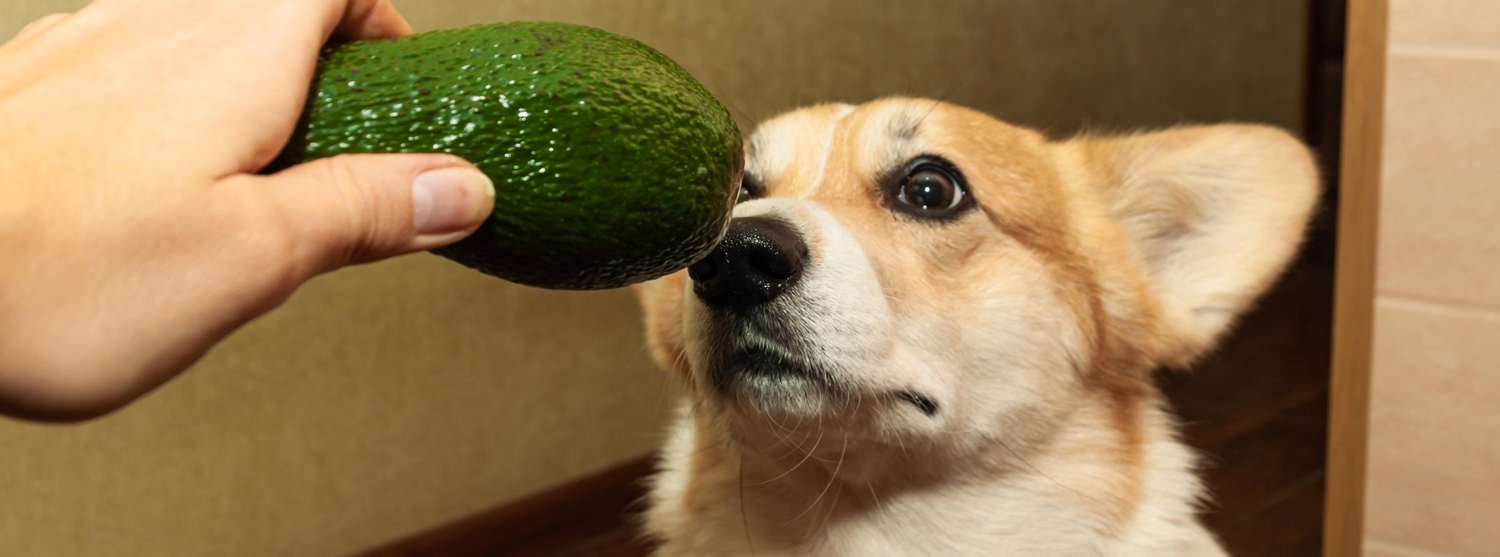 A Corgi looks curiously at an avocado being held close to their nose by a person.