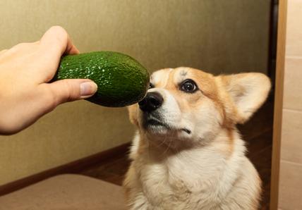 A Corgi looks curiously at an avocado being held close to their nose by a person.
