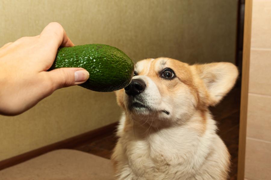 A Corgi looks curiously at an avocado being held close to their nose by a person.