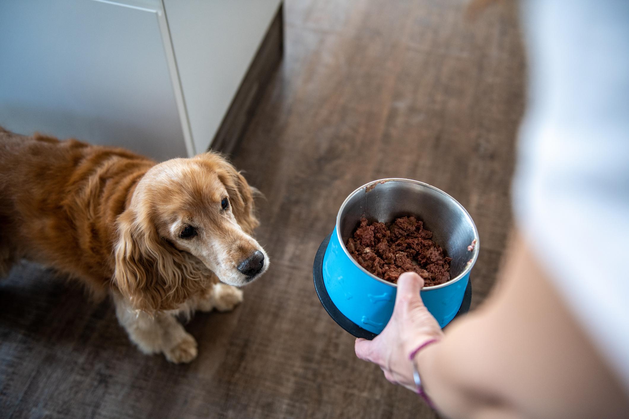 A dog stood on a wooden floor looks at a person holding a blue bowl filled with dog food.