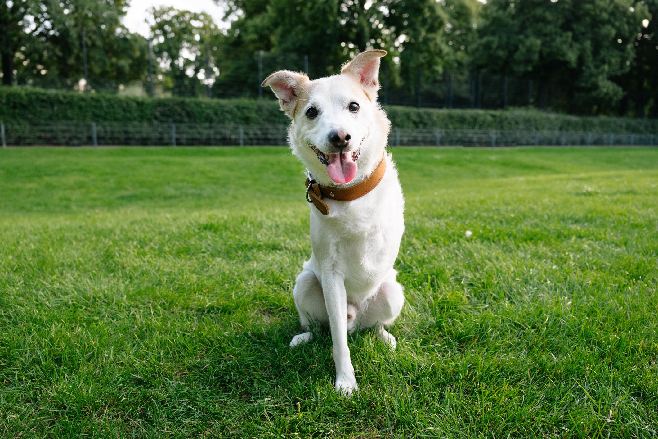 A white dog with three legs and a brown collar sits on green grass, tongue out, with trees in the background.