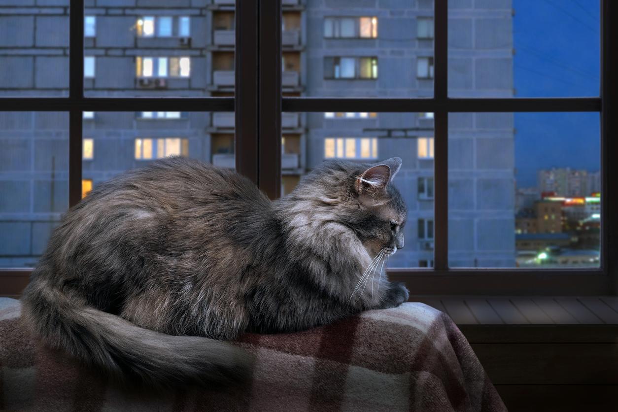 A grey, fluffy cat sits indoors on a blanketed perch near a flat window at nighttime