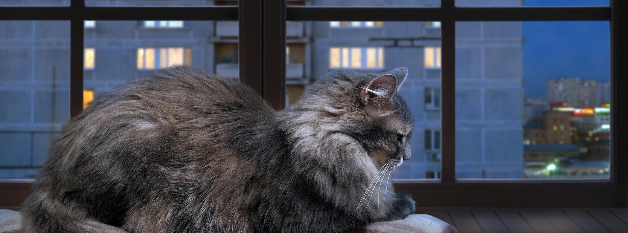 A grey, fluffy cat sits indoors on a blanketed perch near a flat window at nighttime