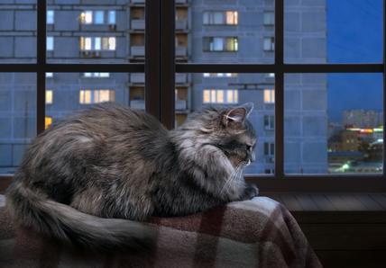 A grey, fluffy cat sits indoors on a blanketed perch near a flat window at nighttime