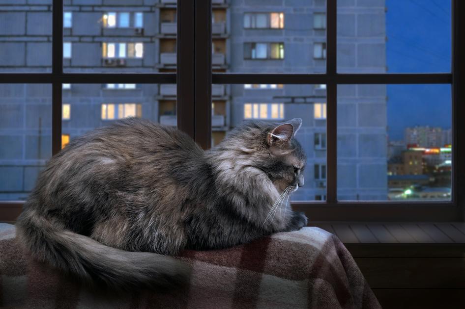 A grey, fluffy cat sits indoors on a blanketed perch near a flat window at nighttime