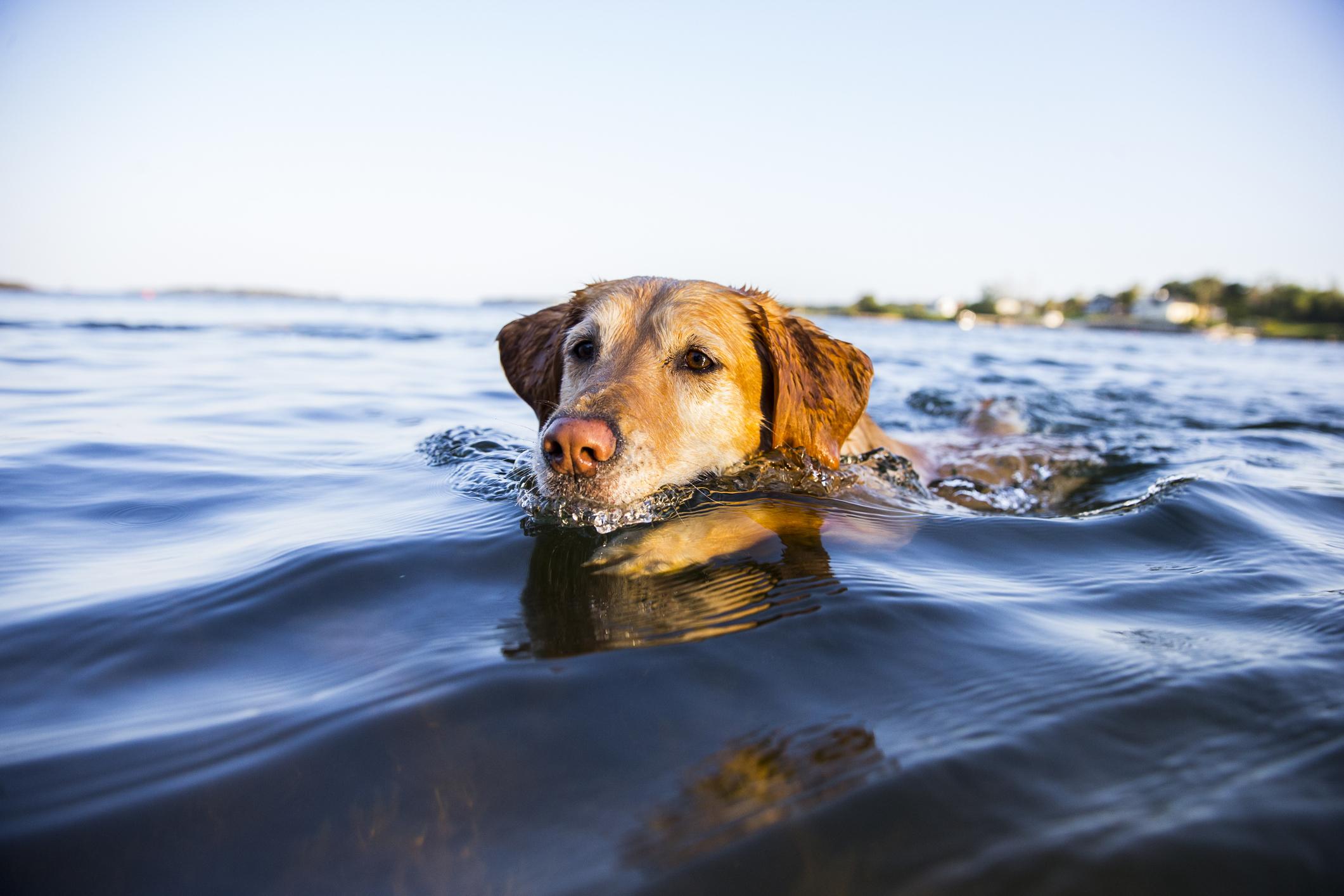 A blonde-brown dog swimming in the ocean