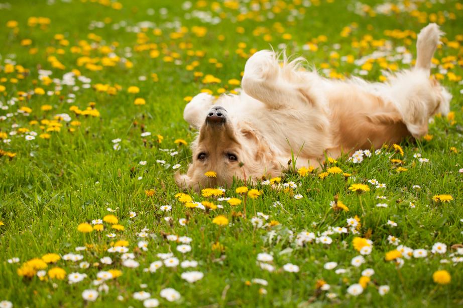 A Golden Retriever lays on their back in a field of flowers