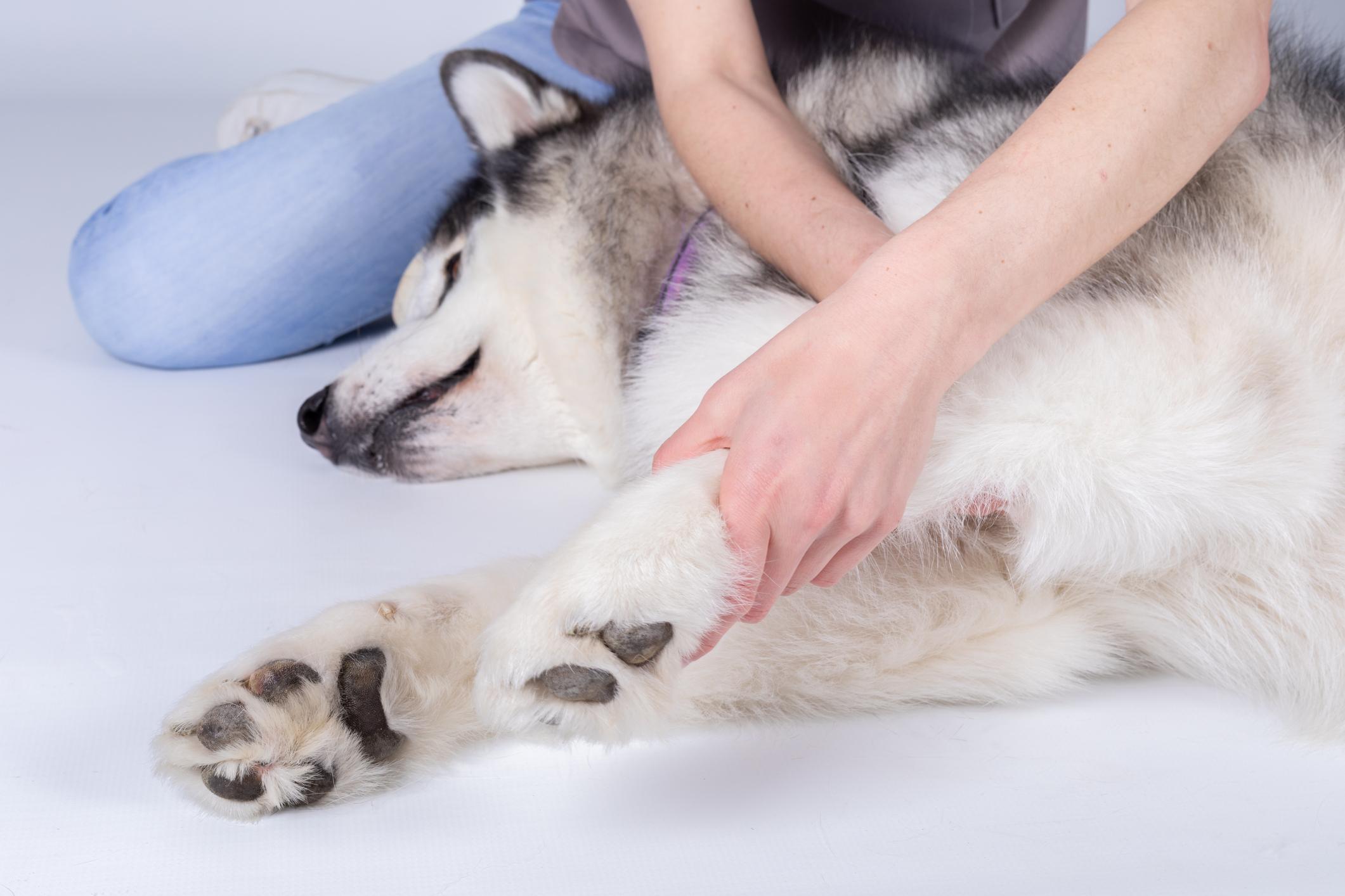 A person gently holds the paw of a sleeping Husky lying on the floor, providing comfort and care.