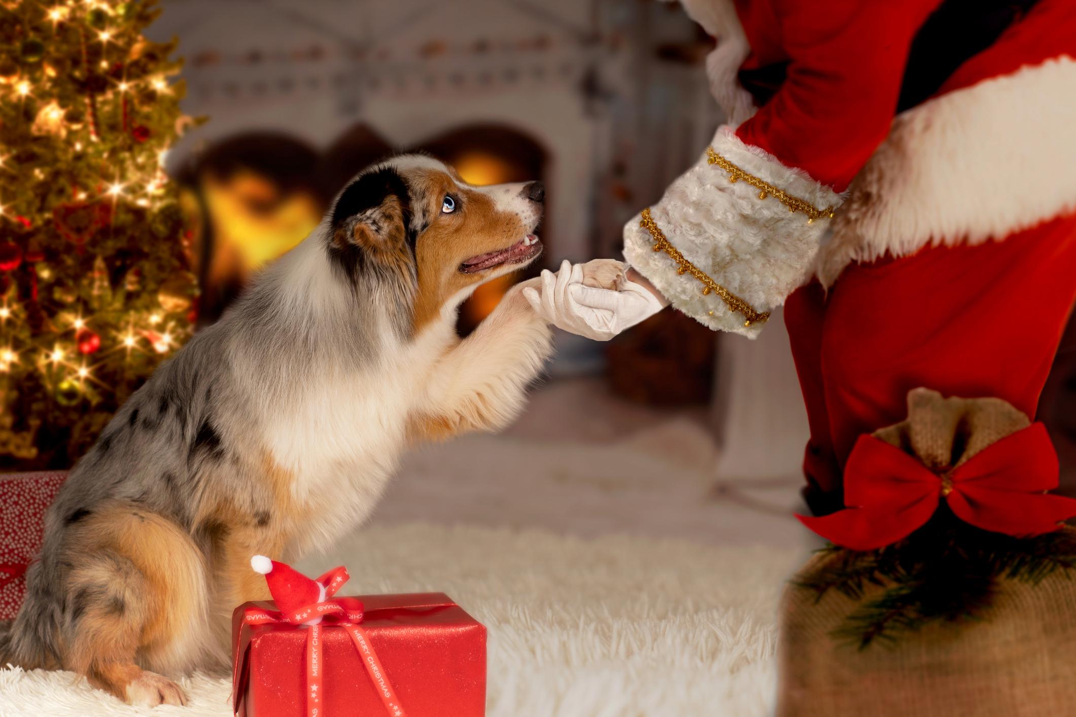 A young Australian Shepard giving their paw to Santa