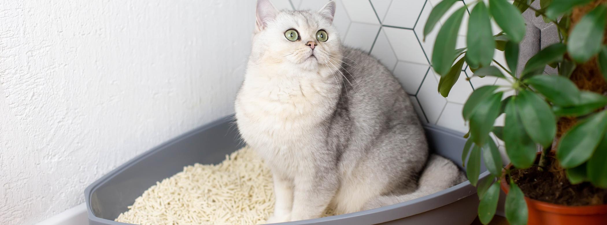 A white cat sits in the corner of a room in their litter box, they&#39;re looking to the side