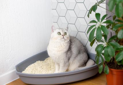 A white cat sits in the corner of a room in their litter box, they&#39;re looking to the side