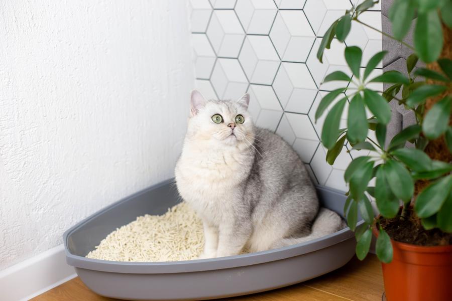 A white cat sits in the corner of a room in their litter box, they&#39;re looking to the side