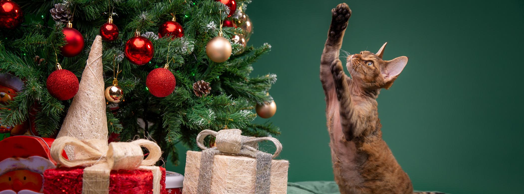 A cat raises their paw to a Christmas tree