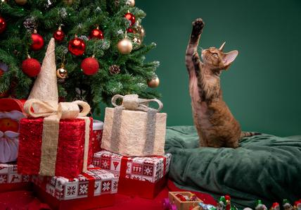 A cat raises their paw to a Christmas tree
