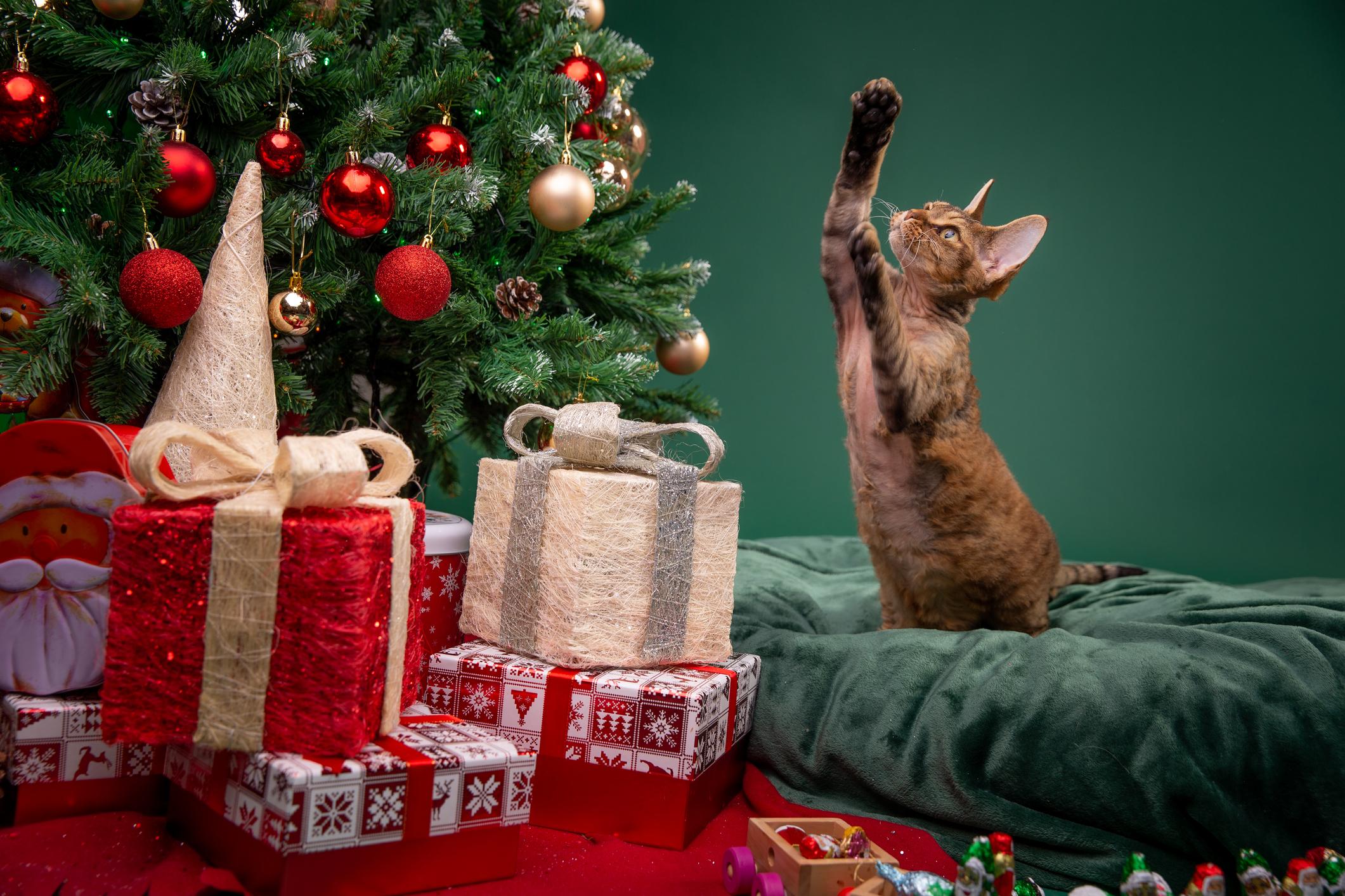 A cat raises their paw to a Christmas tree