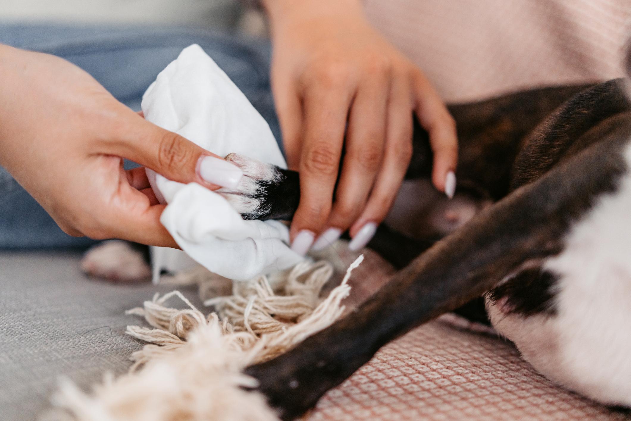 Person gently cleaning a dog's paw with a white cloth while the dog lies on a textured surface.
