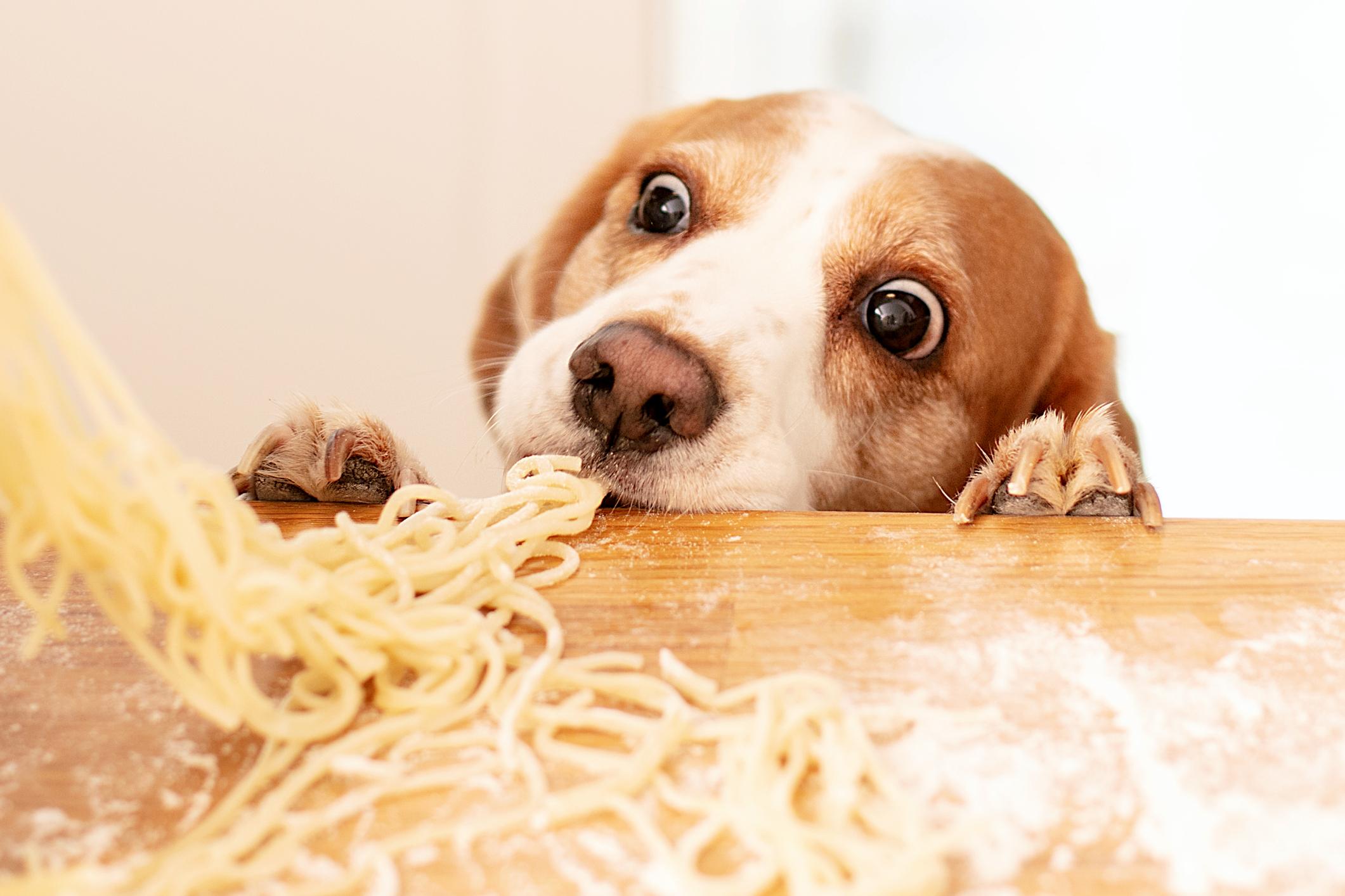 A curious dog peeks over the edge of a wooden table, reaching for freshly made pasta scattered on the surface.