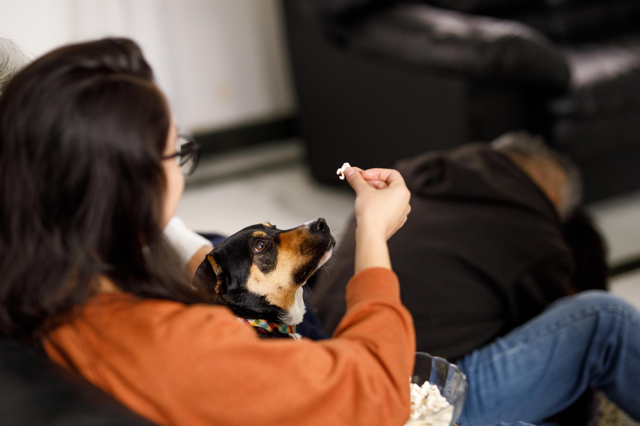 A person offers a piece of popcorn to an attentive dog sitting on their lap while watching TV.