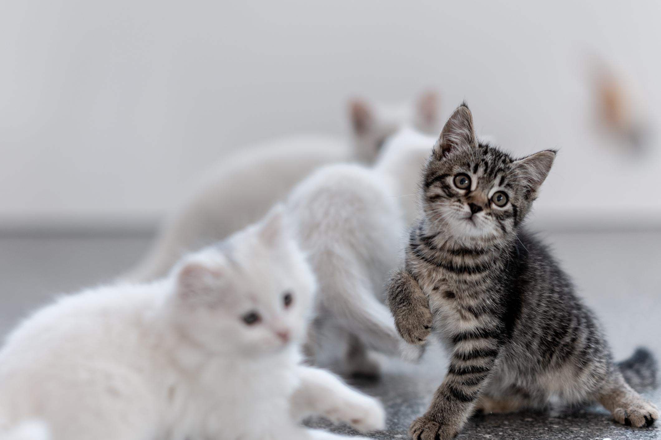 A curious tabby kitten playfully raises its paw among blurred white kittens on a smooth floor.